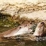 Las Nutrias de Río